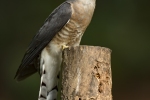 Large Hawk Cuckoo