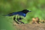 Malabar Whistling Thrush