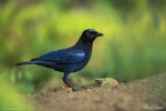 Malabar Whistling Thrush