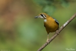 Orange-headed Ground Thrush