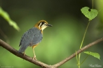 Orange-headed Ground Thrush