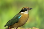 Indian Pitta