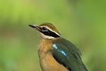 Indian Pitta