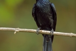 Racket-tailed Drongo