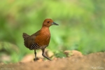 Slaty-legged Crake