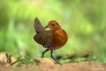 Slaty-legged Crake