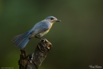 Tickell's Blue Flycatcher