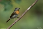 Tickell's Blue Flycatcher