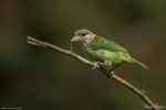 White-cheeked Barbet