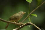 Yellow-billed Babbler