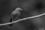 Yellow-billed Babbler