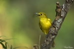 Yellow-browed Bulbul