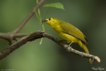 Yellow-browed Bulbul