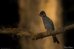 Black Bulbul