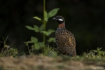 Black Francolin