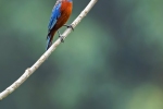 Chestnut-bellied Rockthrush