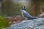 Crested Kingfisher