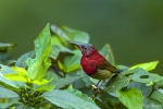 Crimson Sunbird