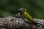 Greater Yellow-naped Woodpecker