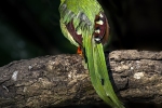 Green Magpie