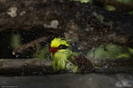 Green Magpie