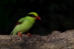 Green Magpie