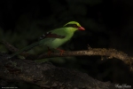 Green Magpie