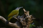 Grey-headed Woodpecker