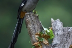 Grey Treepie