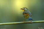 Red-billed Leiothrix