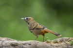 Rufous-chinned Laughingthrush