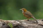 Rufous-chinned Scimitar Babbler