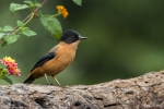 Rufous Sibia