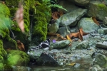 Spotted Forktail