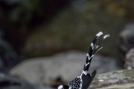 Spotted Forktail