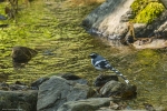 Spotted Forktail