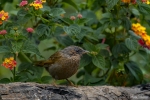 Striated Laughtingthrush