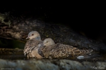 Turtle Dove