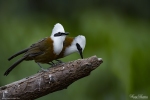 White-crested Laughingthrush