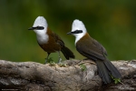 White-crested Laughingthrush