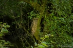 Tawny Fish Owl