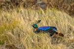 Himalayan Monal