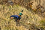 Himalayan Monal