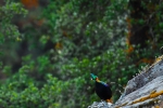 Himalayan Monal