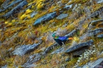 Himalayan Monal