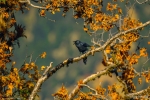 Himalayan Raven