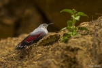 Wall Creeper