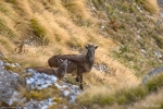 Himalayan Tahr