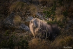 Himalayan Tahr