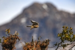 Common Kestrel